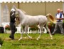 Wahid El Saintonge
