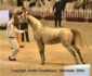 Pereldon