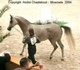 Palmeta (Ecaho x Pilica par Fawor)