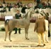 Palmeta (Ecaho x Pilica par Fawor)