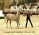 Palmeta (Ecaho x Pilica par Fawor)