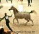 Palmeta (Ecaho x Pilica par Fawor)