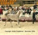 Palmeta (Ecaho x Pilica par Fawor)