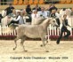 Palmeta (Ecaho x Pilica par Fawor)